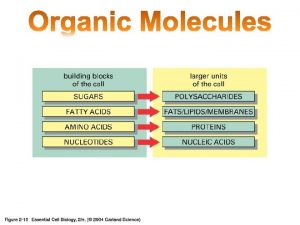 Organic Molecules Carbon building block of life Carbon