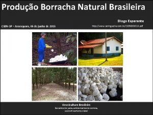 Produo Borracha Natural Brasileira Diogo Esperante CSBNSP Araraquara