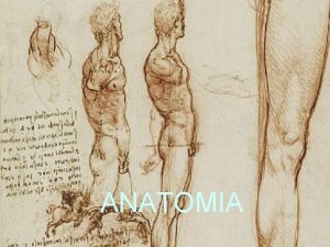 ANATOMIA En anatoma humana las vrtebras torcicas o