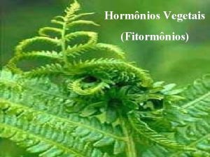 Hormnios Vegetais Fitormnios Hormnios Vegetais Os fitormnios como