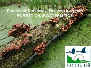 Forests of Srokowo Beavers kingdom FOREST CHARACTERISTICS Forest