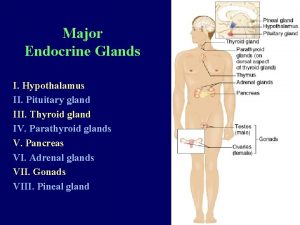 Major Endocrine Glands I Hypothalamus II Pituitary gland