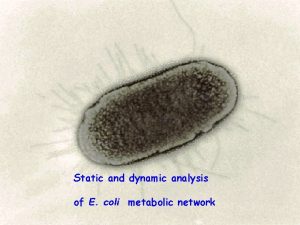 Static and dynamic analysis of E coli metabolic