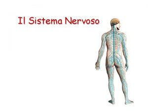 Il Sistema Nervoso Il Sistema Nervoso coordina le
