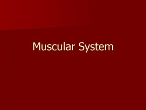 Muscular System Types of Muscle Skeletal Striated Voluntary