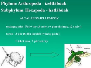 Phylum Arthropoda zeltlbak Subphylum Hexapoda hatlbak LTALNOS JELLEMZK