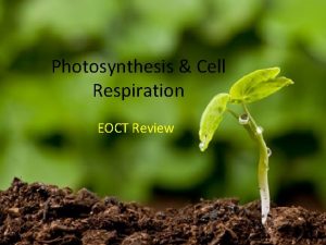 Photosynthesis Cell Respiration EOCT Review All organisms need