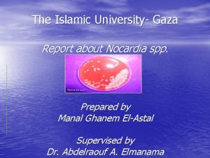 The Islamic University Gaza Report about Nocardia spp