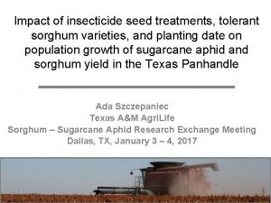 Impact of insecticide seed treatments tolerant sorghum varieties