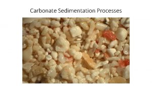 Carbonate Sedimentation Processes The shallow marine carbonate factory