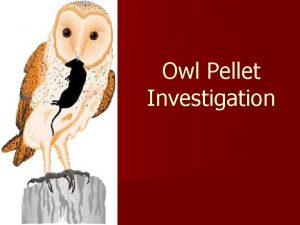 Owl Pellet Investigation Question Can you identify what