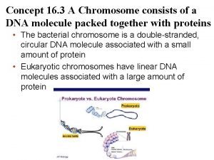 Concept 16 3 A Chromosome consists of a