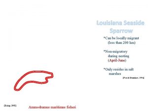 Louisiana Seaside Sparrow Can be locally migrant less