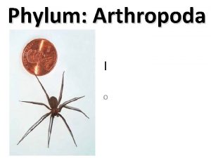 Phylum Arthropoda l o Phylum Arthropoda l o