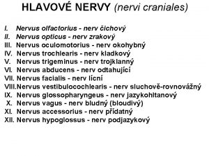 HLAVOV NERVY nervi craniales I Nervus olfactorius nerv