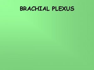 BRACHIAL PLEXUS Spinal nerve Plexus brachialis C 4