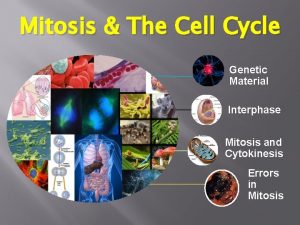 Mitosis The Cell Cycle Genetic Material Interphase Mitosis