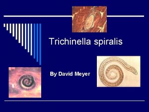 Trichinella spiralis By David Meyer What is it
