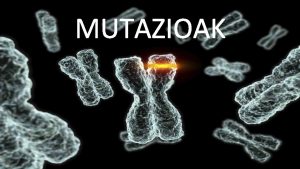 MUTAZIOAK ZER DA MUTAZIOA Mutazioak biologian eta genetikan