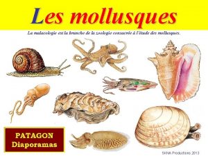 Les mollusques La malacologie est la branche de