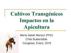 Cultivos Transgnicos Impactos en la Apicultura Mara Isabel