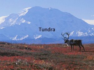 Tundra What Tundra A treeless area between the