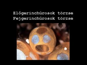 Elgerinchrosok trzse Fejgerinchrosok trzse E l g e