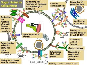 Biochimica FUNZIONI DEI GLUCIDI ENERGETICA costituiscono la fonte