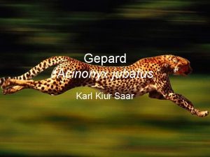 Gepard Acinonyx jubatus Karl Kiur Saar Vlimus Vlimuselt