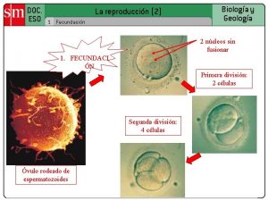 DOC ESO La reproduccin 2 1 Fecundacin Biologa