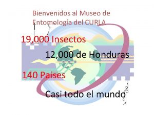 Bienvenidos al Museo de Entomologa del CURLA 19