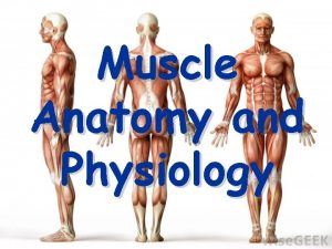Muscle Anatomy and Physiology Muscle Tissue Muscle Tissue