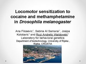 Locomotor sensitization to cocaine and methamphetamine in Drosophila