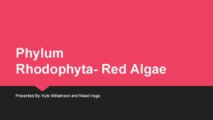 Phylum Rhodophyta Red Algae Presented By Kyle Williamson