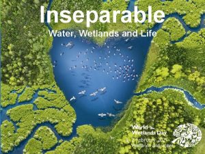 Inseparable Water Wetlands and Life 1 Wetlands What