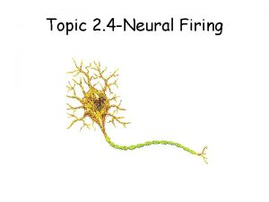 Topic 2 4 Neural Firing Neuroanatomy Synapse Neurotransmitters