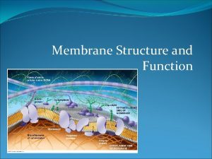 Membrane Structure and Function Cell Membrane A Plasma