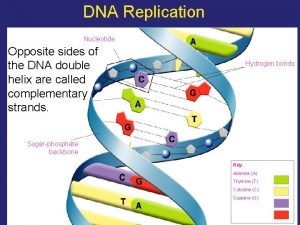 DNA Replication Nucleotide Opposite sides of the DNA