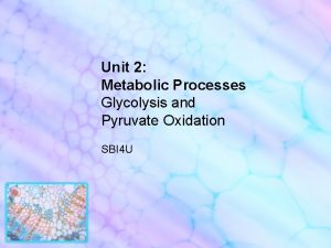 Unit 2 Metabolic Processes Glycolysis and Pyruvate Oxidation