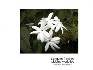 Lenguas francas pidgins y criollos Roxana Westbrook Lengua