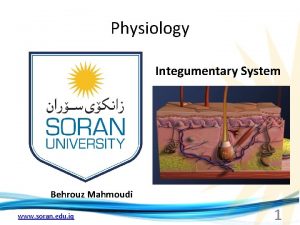 Physiology Integumentary System Behrouz Mahmoudi www soran edu