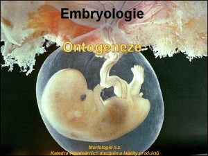 Embryologie Ontogeneze Morfologie h z Katedra veterinrnch discipln