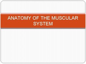 ANATOMY OF THE MUSCULAR SYSTEM Anatomy of the