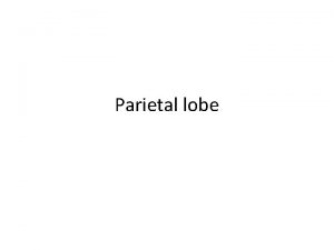 Parietal lobe Parietal lobe Anterior somatosensory area posterior