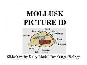 MOLLUSK PICTURE ID Slideshow by Kelly RiedellBrookings Biology