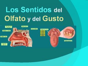 Los Sentidos del Olfato y del Gusto EL