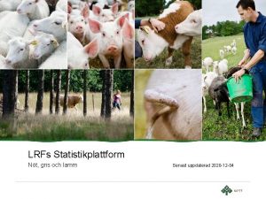 LRFs Statistikplattform Nt gris och lamm Senast uppdaterad