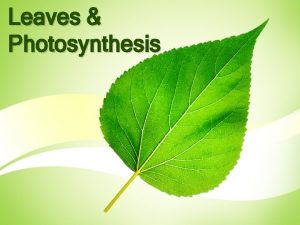 Leaves Photosynthesis Photosynthesis Regulate water loss Gas exchange