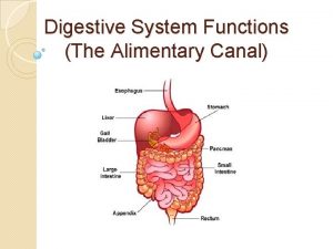Digestive System Functions The Alimentary Canal Joke of