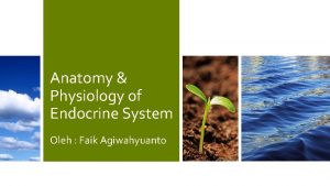 Anatomy Physiology of Endocrine System Oleh Faik Agiwahyuanto